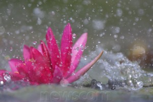 pink-flower-in-rain